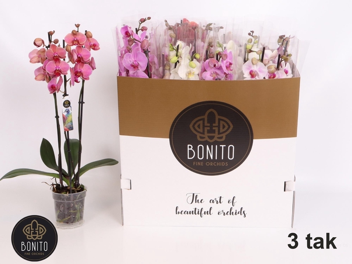 <h4>PHAL GEM 5 KL</h4>