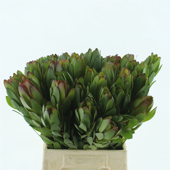 <h4>Leucad Gold Strike Extra</h4>