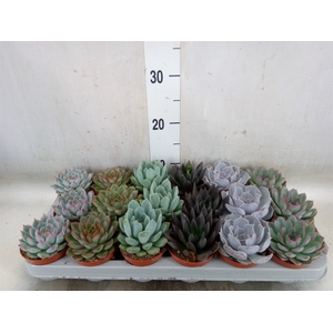 Echeveria   ...mix