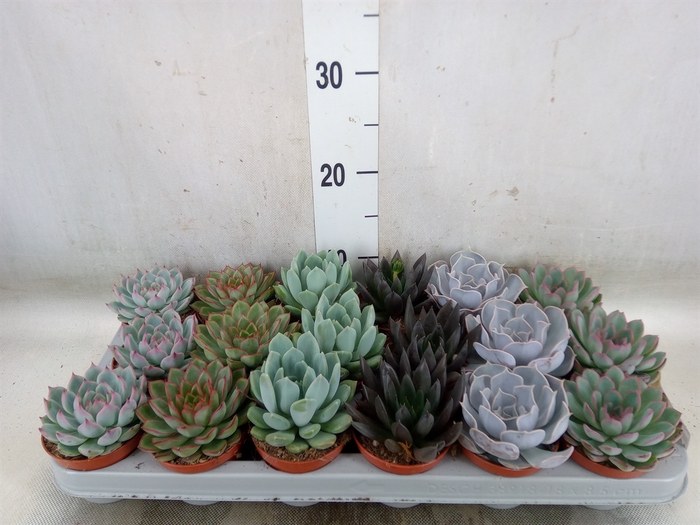 <h4>Echeveria   ...mix</h4>