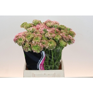 Ranunculus Pon Pon Hermione