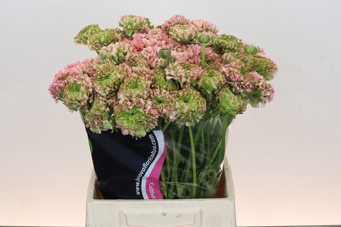 <h4>Ranunculus Pon Pon Hermione</h4>