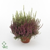 Calluna vulgaris Beauty Ladies P12 Rood