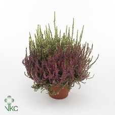 Calluna vulgaris Beauty Ladies P9,5 Wit