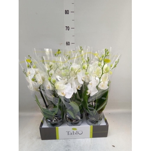 Phalaenopsis   ...white
