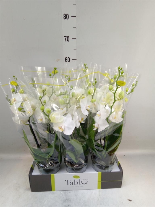 <h4>Phalaenopsis   ...white</h4>