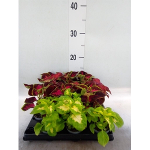 Plectranthus col.   ...mix