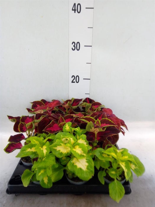 <h4>Plectranthus col.   ...mix</h4>
