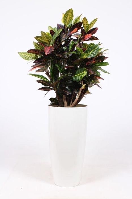 <h4>Codiaeum Petra (Croton) in Santorini pot "wit"</h4>