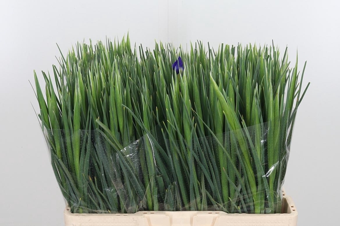 <h4>Iris Blue Magic</h4>