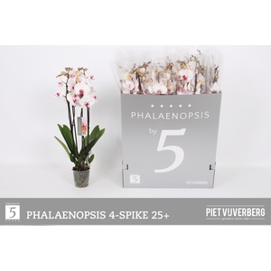 PHAL RED LIPS