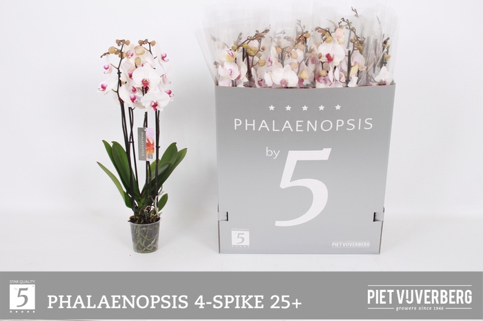 <h4>PHAL RED LIPS</h4>