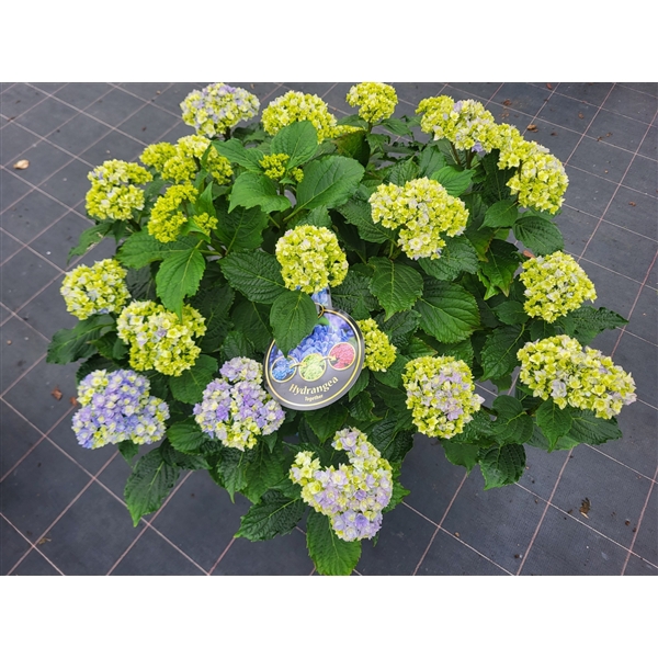 <h4>Hydrangea You & Me Forever Blue double flowers 33cm</h4>