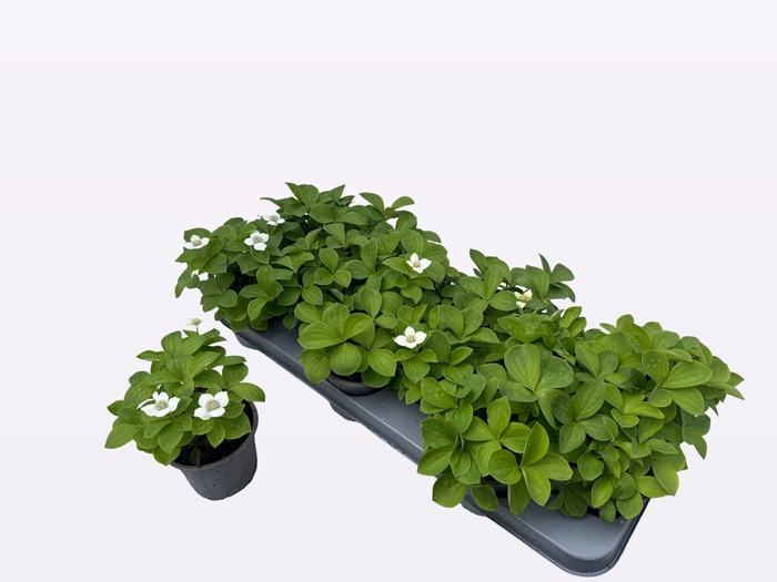 <h4>CORN CANADENSIS</h4>