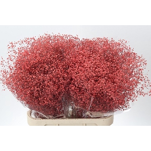 Gyps Million Star Coral