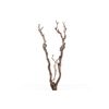Syringa Branch Super Yamada