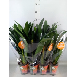 Clivia miniata