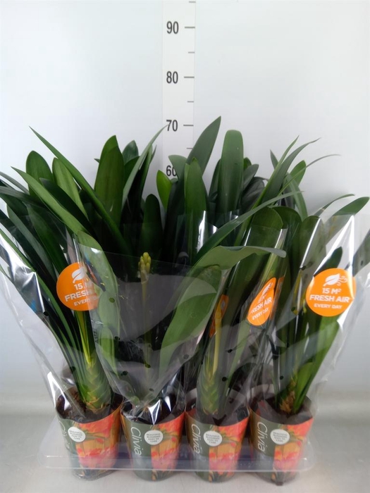 <h4>Clivia miniata</h4>