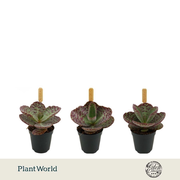 <h4>Kalanchoe Humilis 5,5cm</h4>