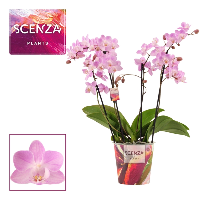 <h4>Phalaenopsis dazzling Cotton Candy 3-4 tak (Scenza)</h4>