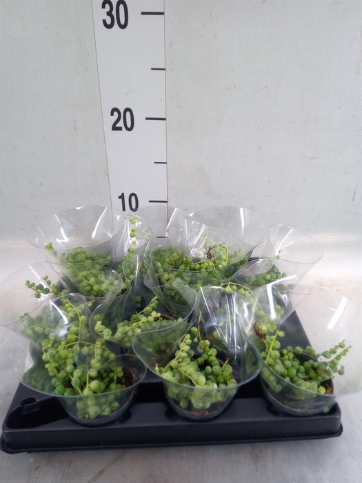 <h4>Senecio rowleyanus</h4>
