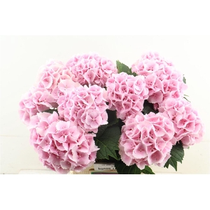 Hydr M Lollypop Pink 60-16