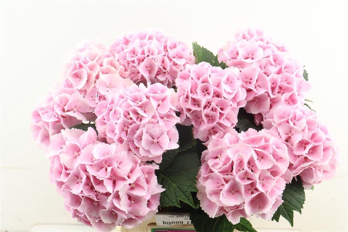 <h4>Hydr M Lollypop Pink 60-16</h4>