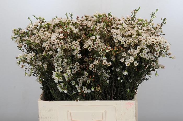 <h4>Chamelaucium Ella</h4>