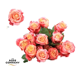 Rosa Ec 3d