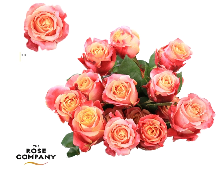 <h4>Rosa Ec 3d</h4>