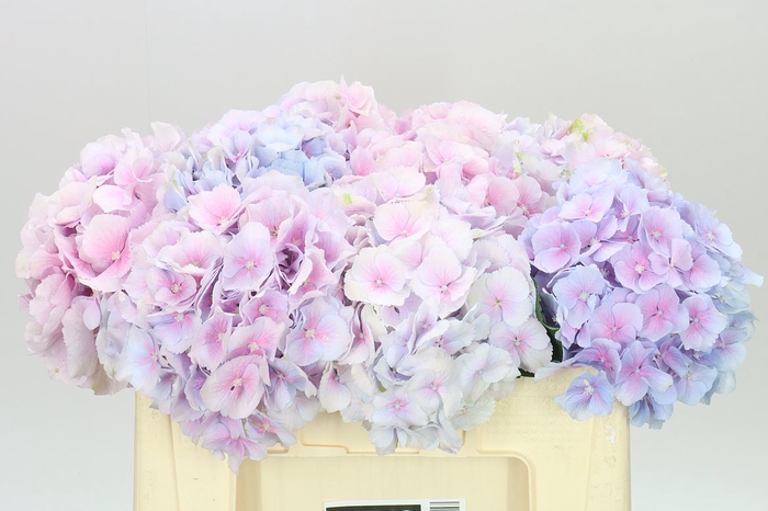 <h4>Hyd Verena Pastel</h4>