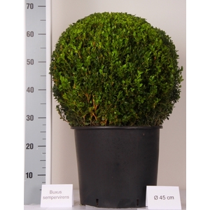 BUXU SEMPERVIRENS