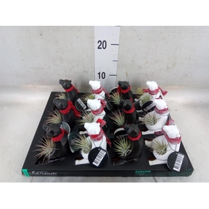 Arr.   Kamerplant Groen L%