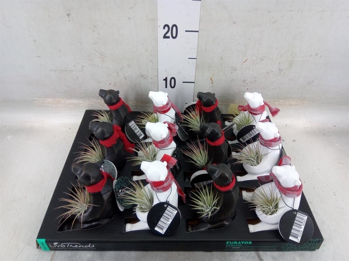 <h4>Arr.   Kamerplant Groen L%</h4>