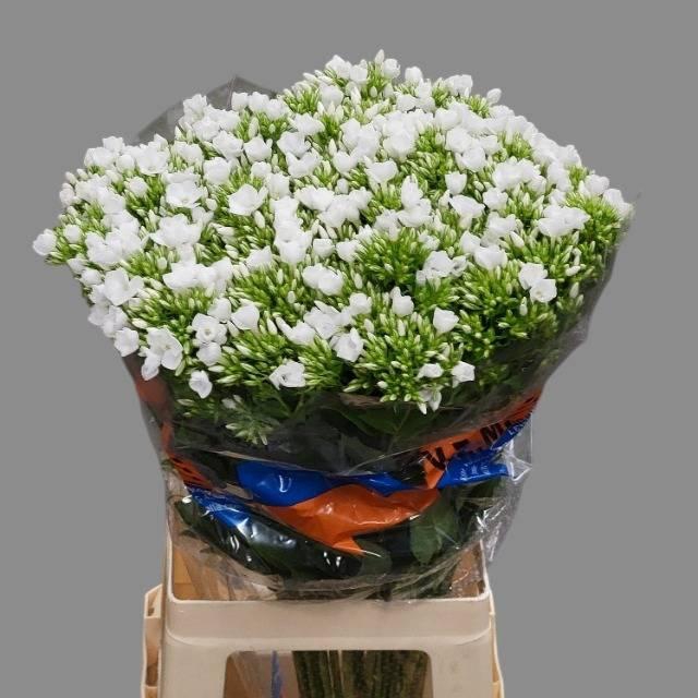 <h4>PHLOX P WHITECAP</h4>