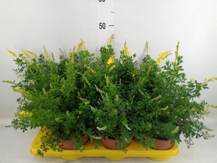 Genista spachiana