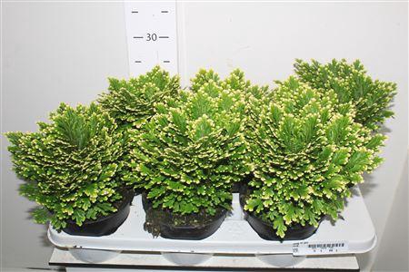 <h4>Selag M Jori</h4>