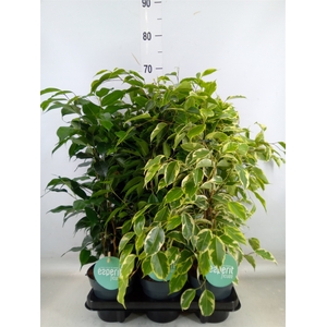 Ficus benja.   ...mix