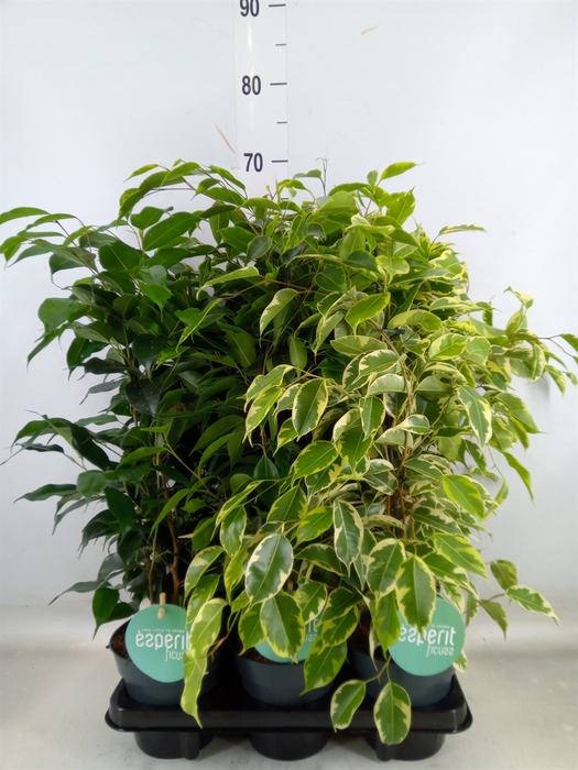 <h4>Ficus benja.   ...mix</h4>