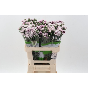 Di Fiorino Kampa