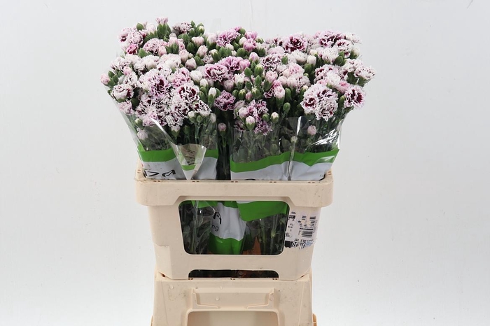 <h4>Di Fiorino Kampa</h4>