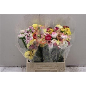 Ranunculus Eleg Cappuccino Yell