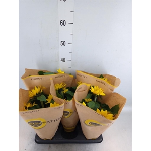 Helianthus an. 'Sunsation'