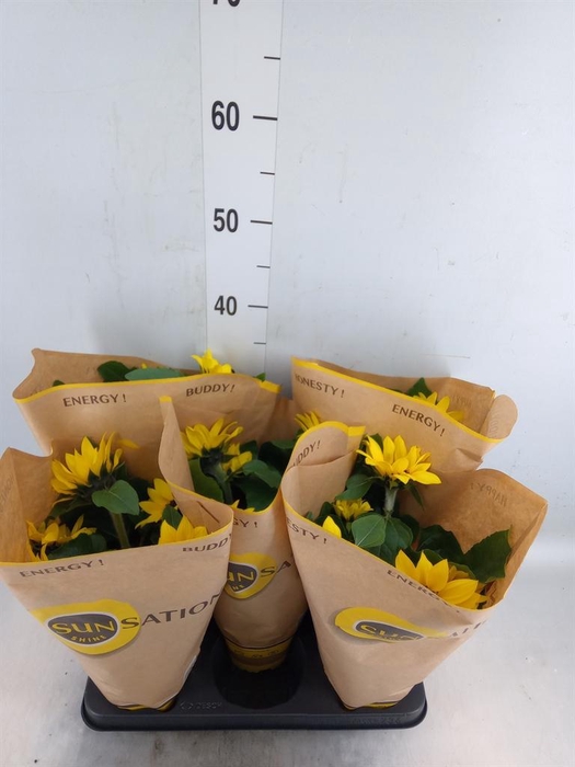 <h4>Helianthus an. 'Sunsation'</h4>