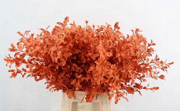 <h4>PITTO ORANGE PER STEM 055CM</h4>