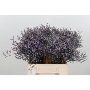 Limonium Sinense Safora Lilac