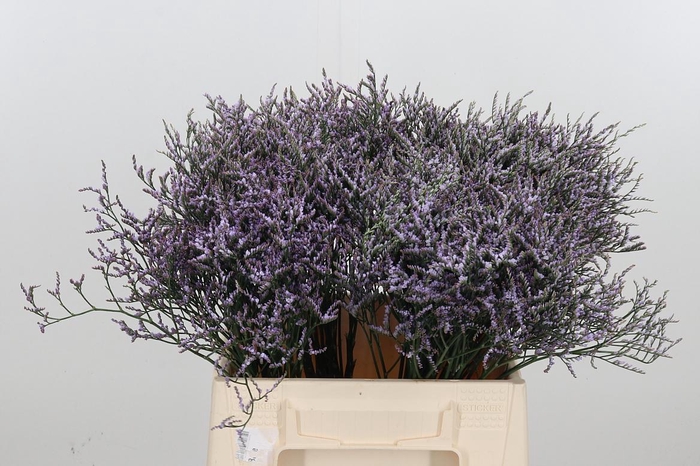 <h4>Limonium Sinense Safora Lilac</h4>