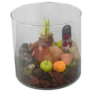 PTAA8810 Arrangement Amaryllis in glazen cylinder