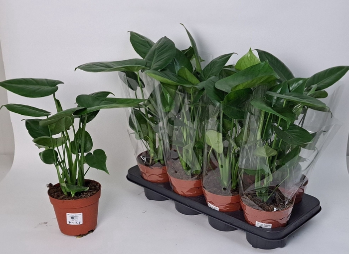 <h4>MONSTERA DELICIOSA</h4>
