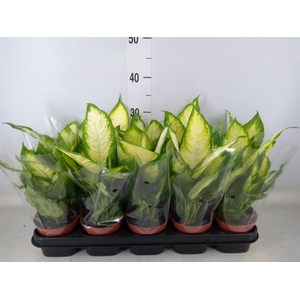 Dieffenbachia  'Camilla'